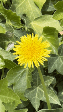 a dandelion is surrounded by green leaves