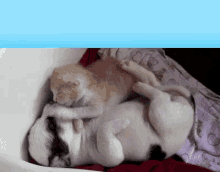 Good Morning Baby GIF - Good Morning Baby Kitten Puppy GIFs