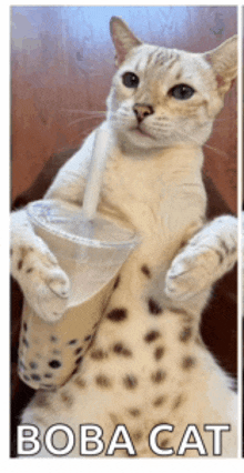 a cat holding a cup of boba tea with a straw in its mouth