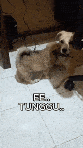 Anjing Lupa Kimi Lupa GIF - Anjing Lupa Kimi Lupa Kimi Tunggu GIFs