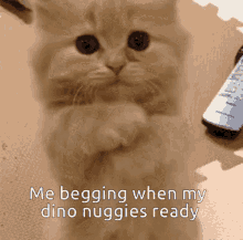 Cute Cat Dino Nuggies GIF - Cute Cat Dino Nuggies Begging GIFs