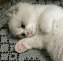 a white kitten with pink paws is laying on its back on a carpet .