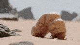 a close up of a worm crawling on the sand