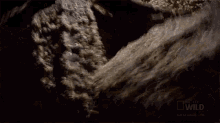 Baby Turtles National Geographic GIF - Baby Turtles National Geographic Baby Turtle Swimming Frenzy GIFs