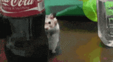 a hamster standing next to a coca cola bottle