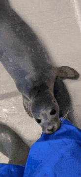 a seal is laying on a person 's leg in a blue glove