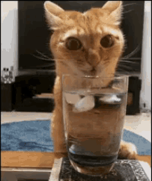 渴，猫咪，喝水 GIF