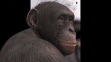 a close up of a chimpanzee with a leaf on his ear