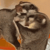 a couple of sugar gliders are sitting next to each other .