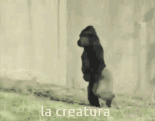 Gorila Monkey GIF - Gorila Monkey Ape GIFs