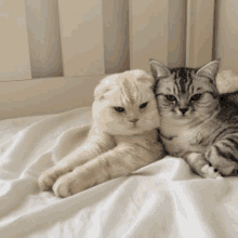 Cat GIF - Cat GIFs