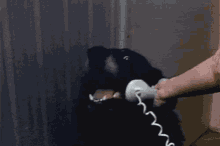 Dog Speaking GIF - Dog Phone Hello GIFs
