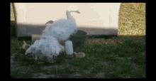 Goose Dance GIF - Goose Dance Geese GIFs