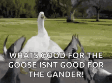 whats good for the goose is good for the gander duck dancing