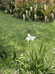 a white flower with a yellow center is surrounded by green plants