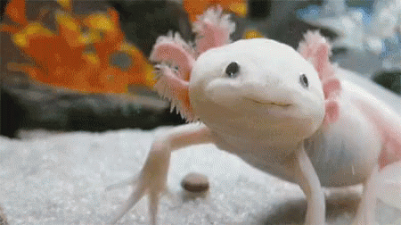 Axolotl Smile GIF - Axolotl Smile Cute - Discover & Share GIFs