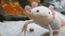 Axolotl Smile GIF - Axolotl Smile Cute GIFs