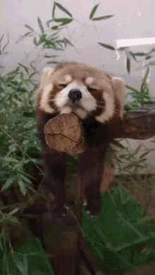 Panda Redpanda GIF - Panda Redpanda Pandka Ruda GIFs