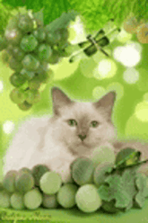 a white cat is laying next to a bunch of green grapes and leaves .