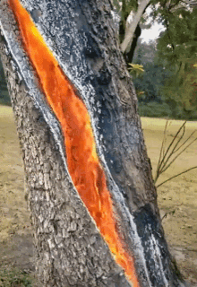 Burning Tree Braai GIF - Burning Tree Braai Tree Burn GIFs