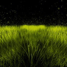 Star Grass GIF - Star Grass GIFs