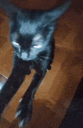 Tiktok Cat GIF - Tiktok Cat Silly GIFs