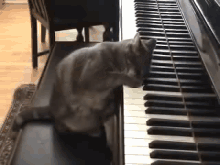 Cute Right GIF - Cat Pet Piano GIFs