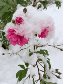 Snow Rose GIF