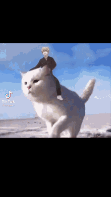 Chifuyu Riding GIF - Chifuyu Riding Cat GIFs