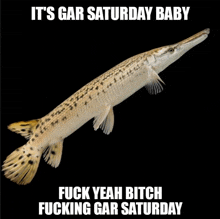 Gar Saturday Alligator Gar GIF - Gar Saturday Gar Alligator Gar GIFs