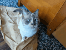 Allie Cat GIF - Allie Cat Vibing GIFs