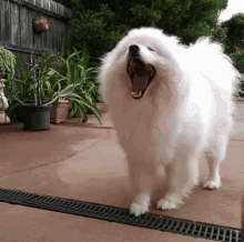 Samoyed Dog GIF - Samoyed Dog Dogs GIFs