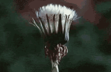 Nature GIF - Nature Flower GIFs