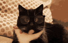 Sassy Cat Bored GIF