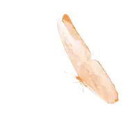 a butterfly with orange wings is flying in the air