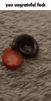 a picture of a snake and a strawberry with the words you ungrateful fuck