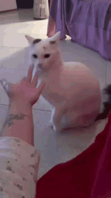 a person is petting a white cat with a black spot on its head