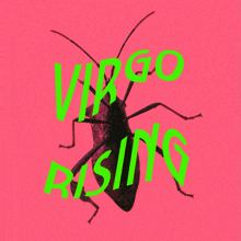 Virgo Rising Cockroach GIF - Virgo Rising Cockroach Green Text On Pink Background GIFs