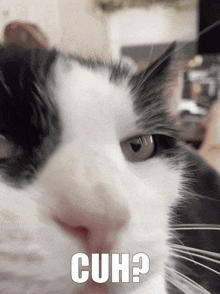 Cat Cuh GIF - Cat Cuh Boop GIFs