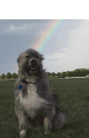 Kratu Rainbow Sticker - Kratu Rainbow Dog Smile Stickers