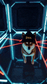 a dog wearing a dea hat stands in a dark room
