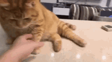 Fatcat Orangecat GIF - Fatcat Orangecat Hand GIFs