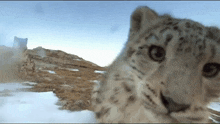 Snow Leopard Camera Snow Leopard Pawing At You GIF - Snow Leopard Camera Snow Leopard Pawing At You Snow Leopard GIFs