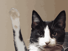 Tuxedo Cat Wave GIF - Tuxedo Cat Wave Hello GIFs