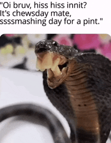 a picture of a snake with the caption " oi bruv hiss hiss innit it 's chewsday mate