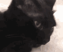 Cat Sticking Tongue Out GIF - Cat Sticking Tongue Out Silly GIFs
