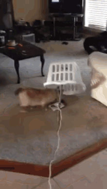 Cat Traps GIF - Basket Cats Traps GIFs