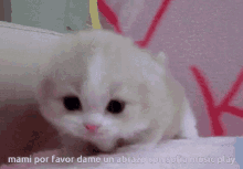 Mami Dame Un Abrazo Meow GIF - Mami Dame Un Abrazo Meow Cat GIFs