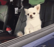 Tired Dogs GIF - Tired Dogs Morning GIFs