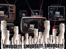 smudge tvs television cats cute
